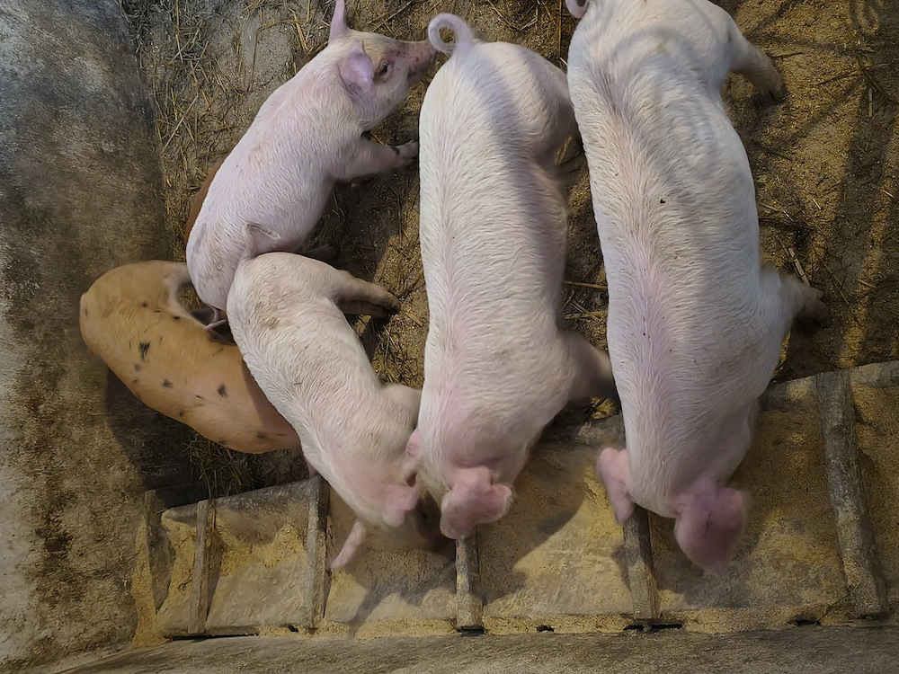 Purcei de 7 săptămâni 