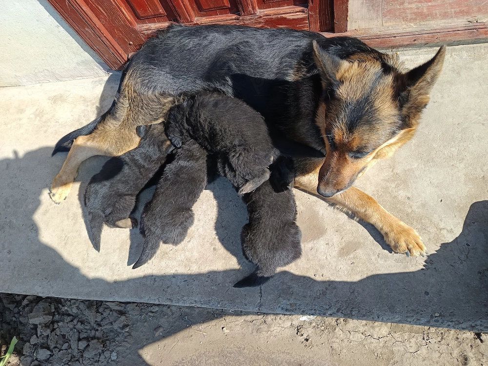 Pui Ciobanesc german 