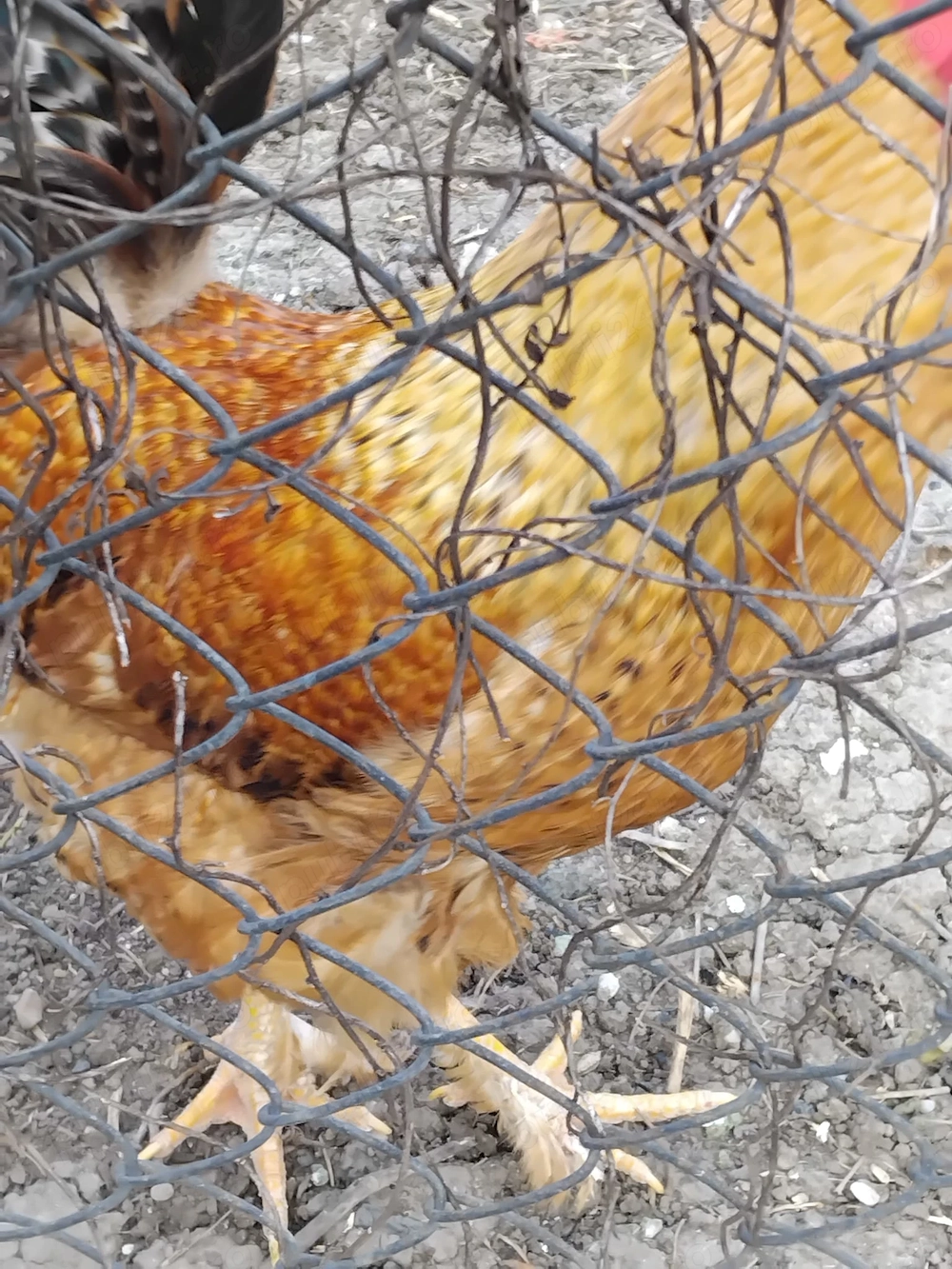 Vand cocosi crescuti cu cereale