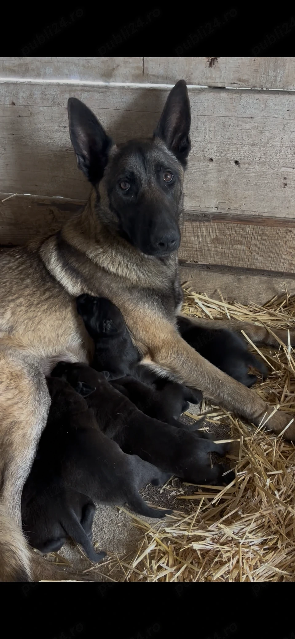 Malinois 4 masculi2 femele prenotari