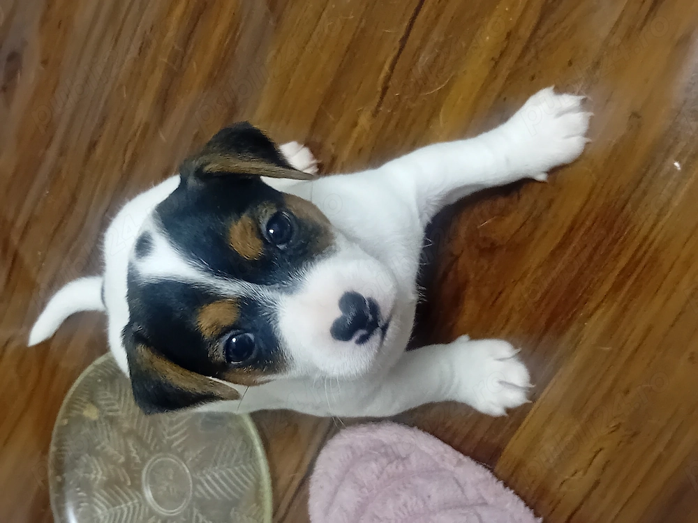 Jack Russell Terrier par scurt italia