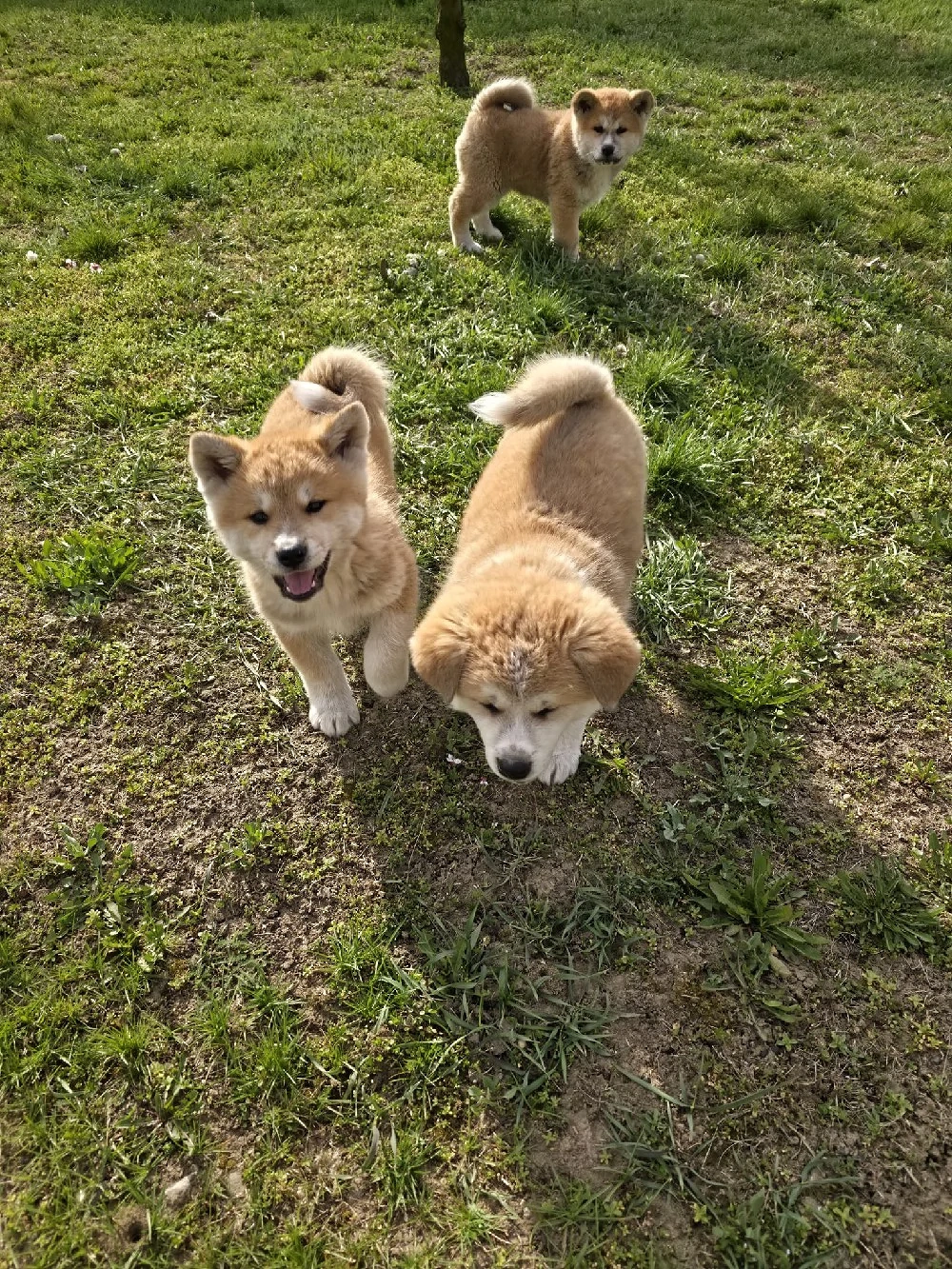 Akita Inu japonez