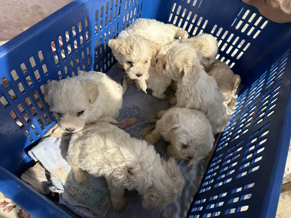 Vând bichon maltez 6 săptămâni 
