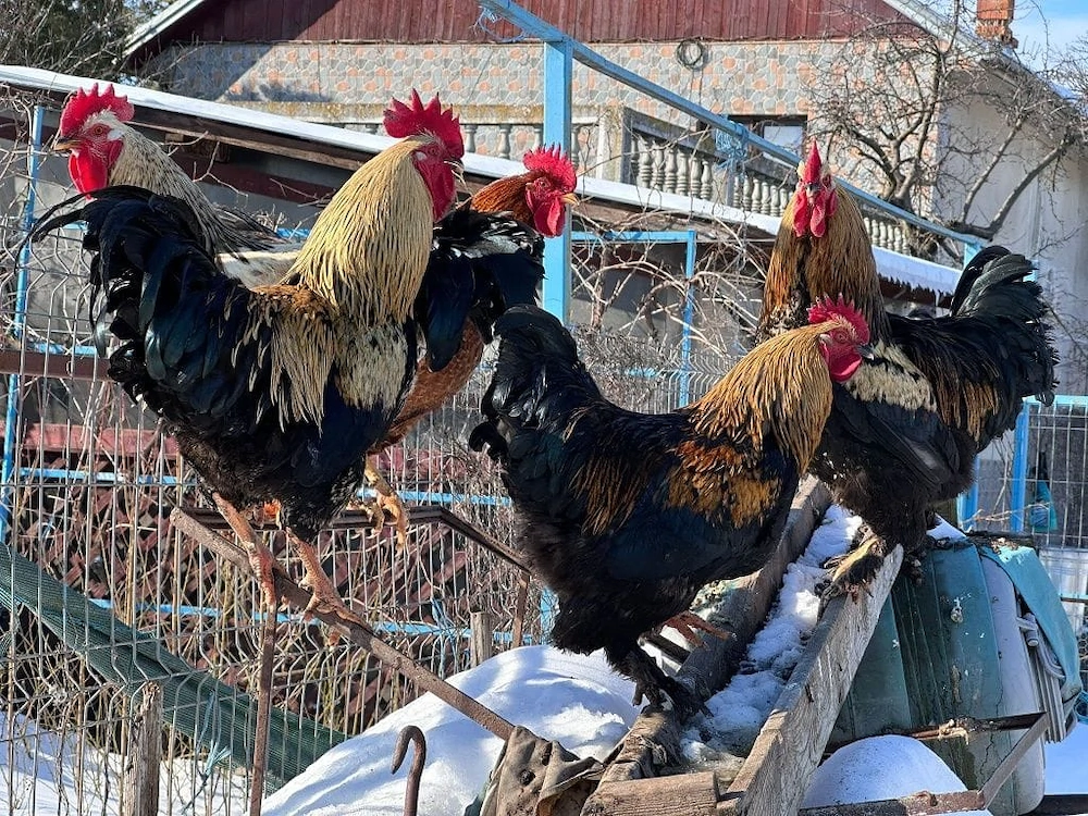 Cocosi 2025 rasa inalta