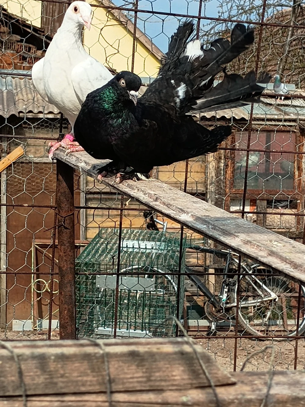 Vând porumbei roler de cluj