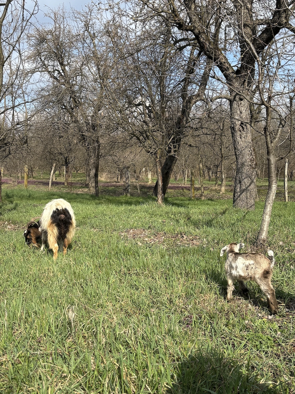 Capră Alpină Carpatină cu lapte + ied Anglo-Nubian 