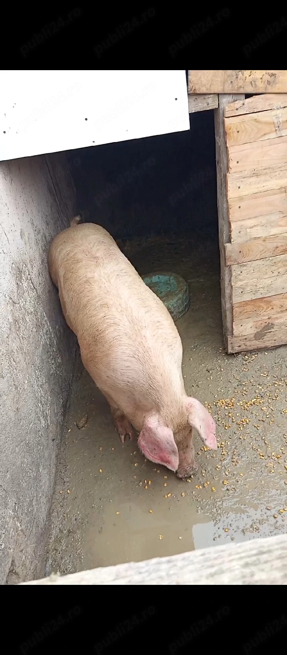 porc de paste 