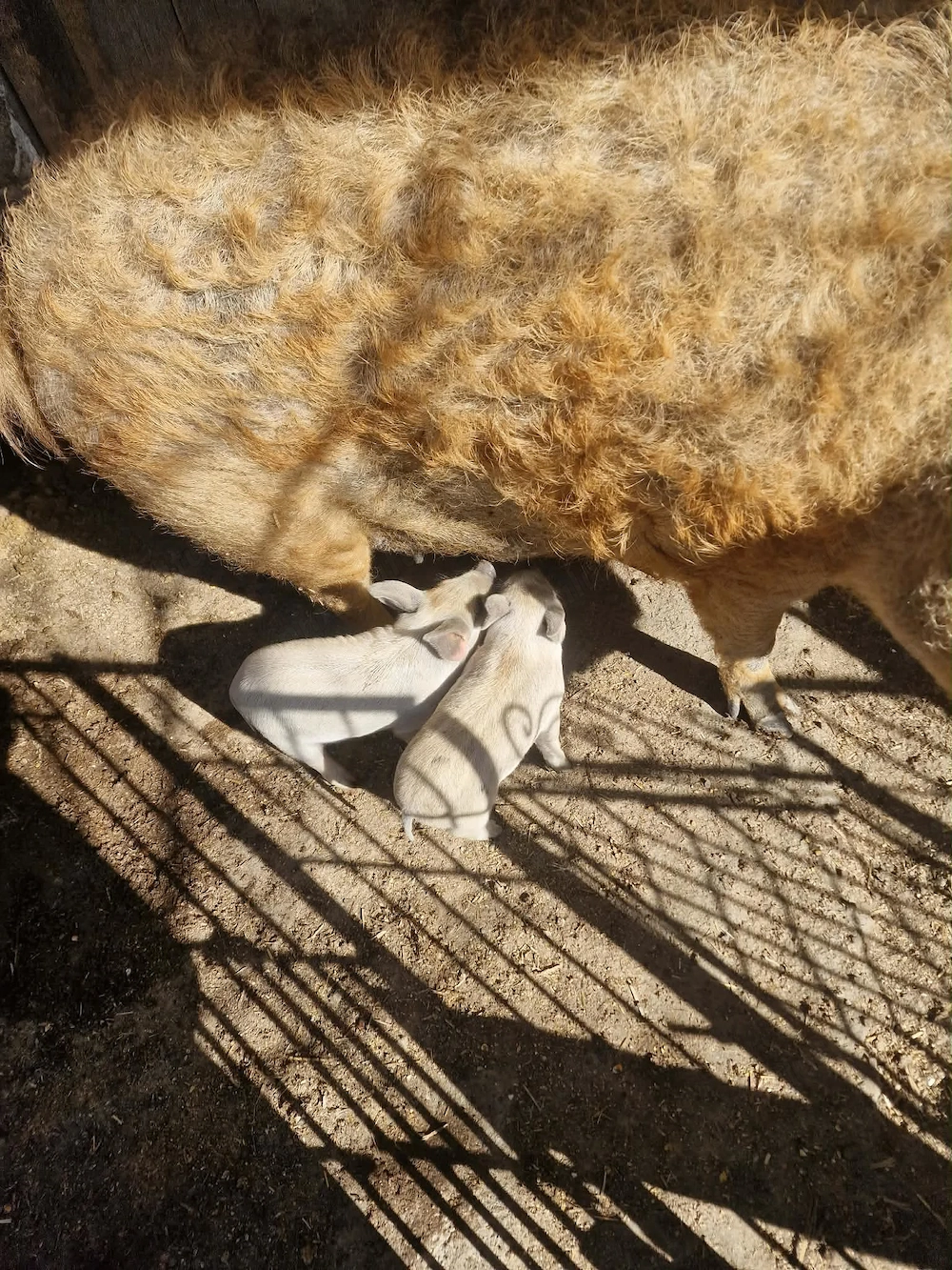 Vand URGENT mangalița cu 3 purcei