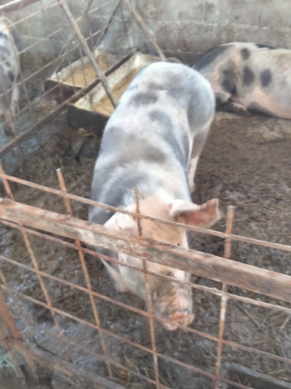 porci de vânzare pietrean 