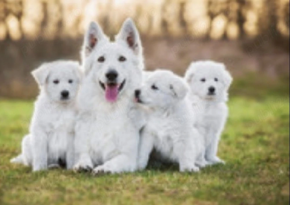 Ciobanesc elvetian ( lup alb) cu pedigree 