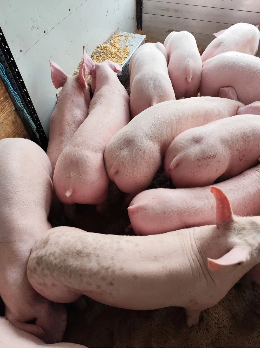 vand purcei de carne 