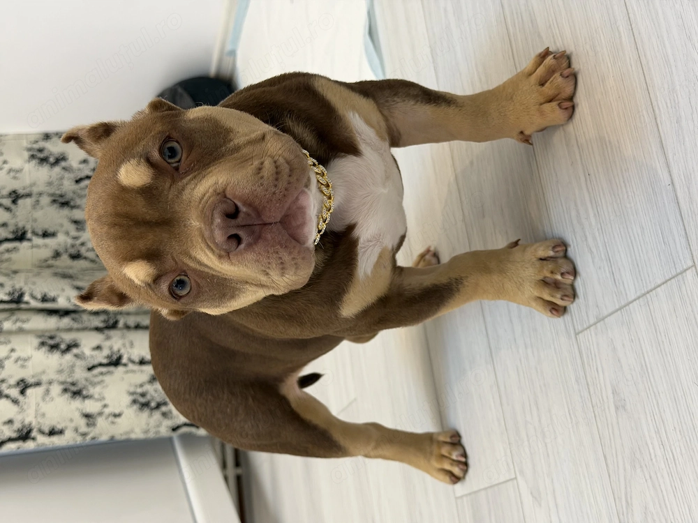 American bully pocket