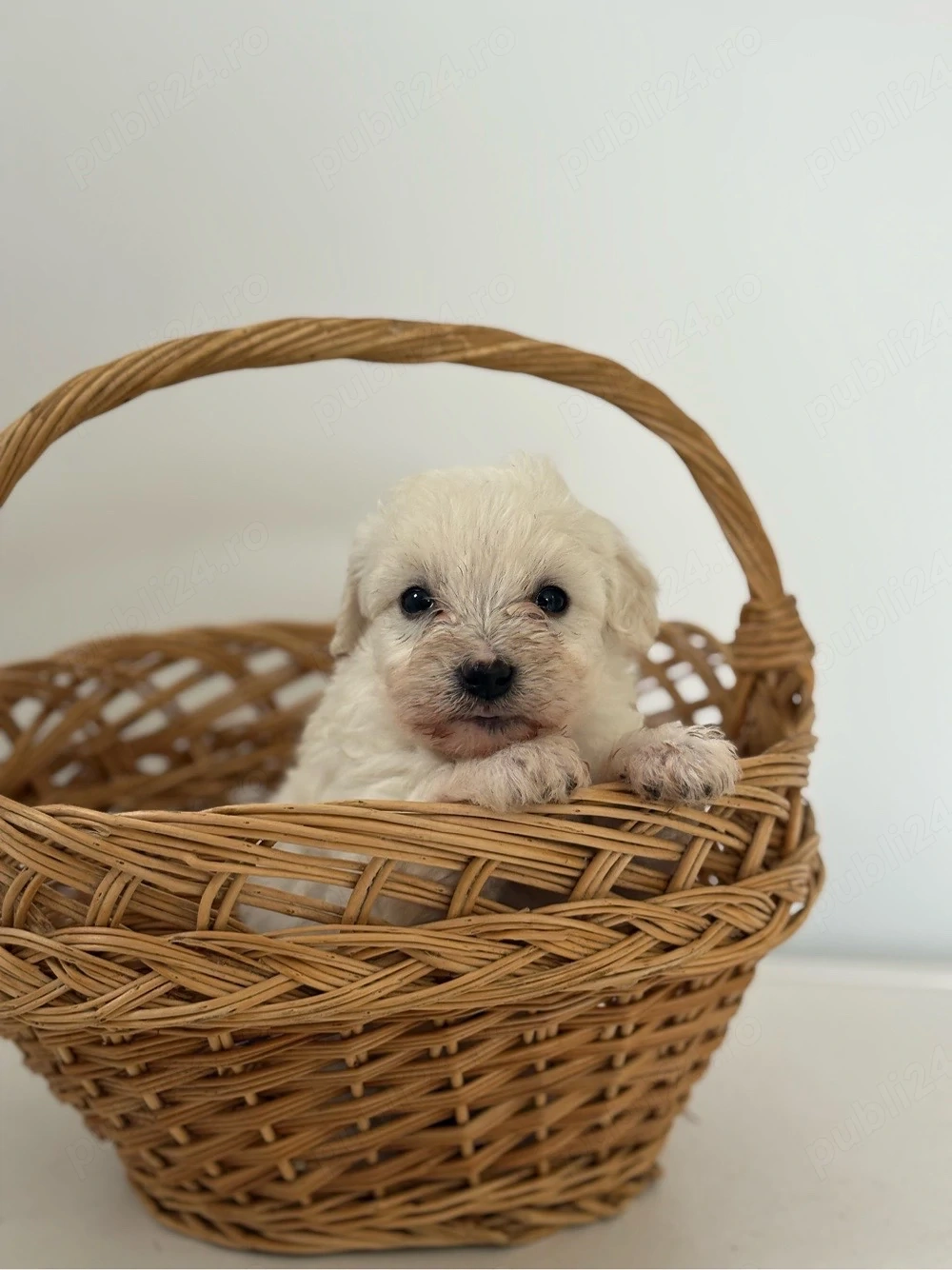 Bichon Maltez Baietel