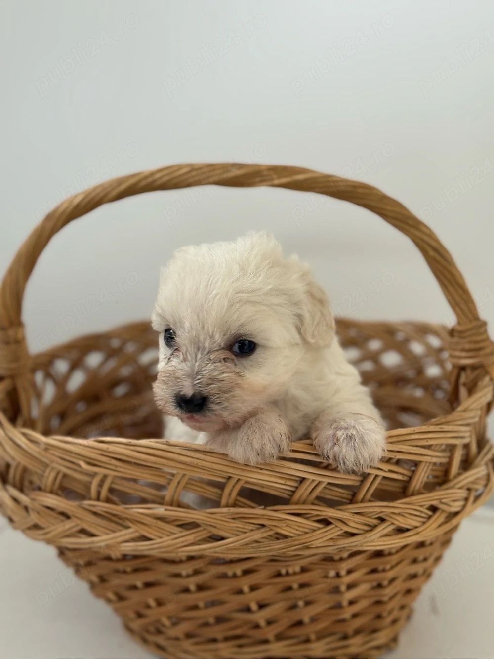 Bichon Maltez Mascul