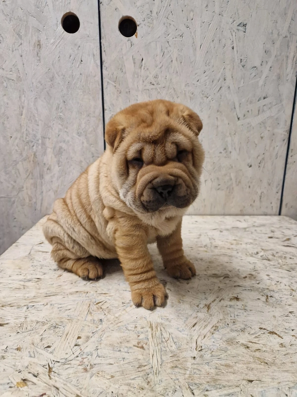 Pui Shar Pei
