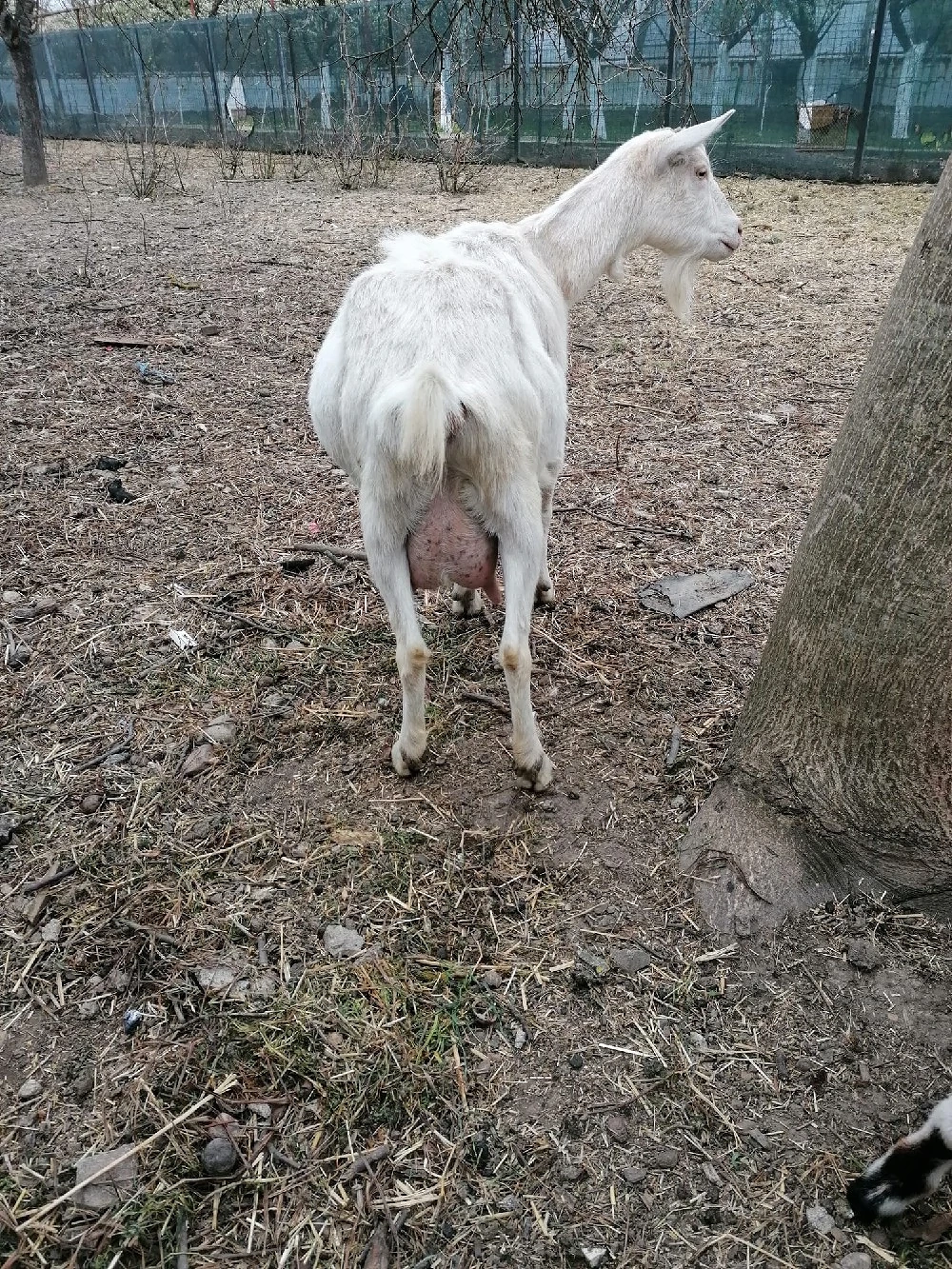 capră sannen cu două ieduțe  in Chișoda, 