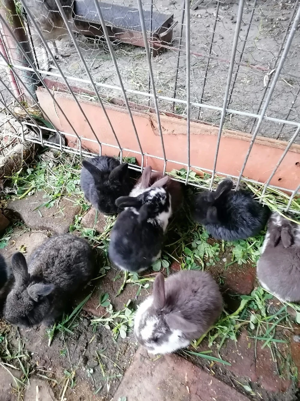 iepurasi ,2 iepuroaice ,si un iepuroi berbecc 