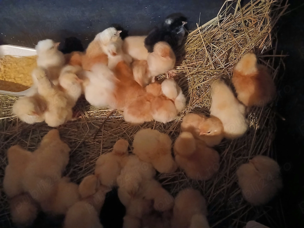 Vand pui de tara rasa mixta outoare.