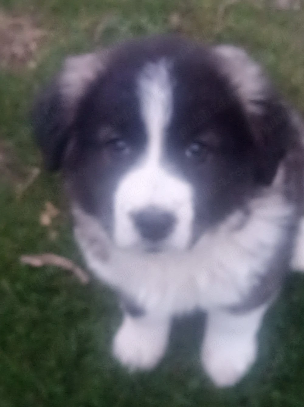 vînd cățălușe ciobănească 