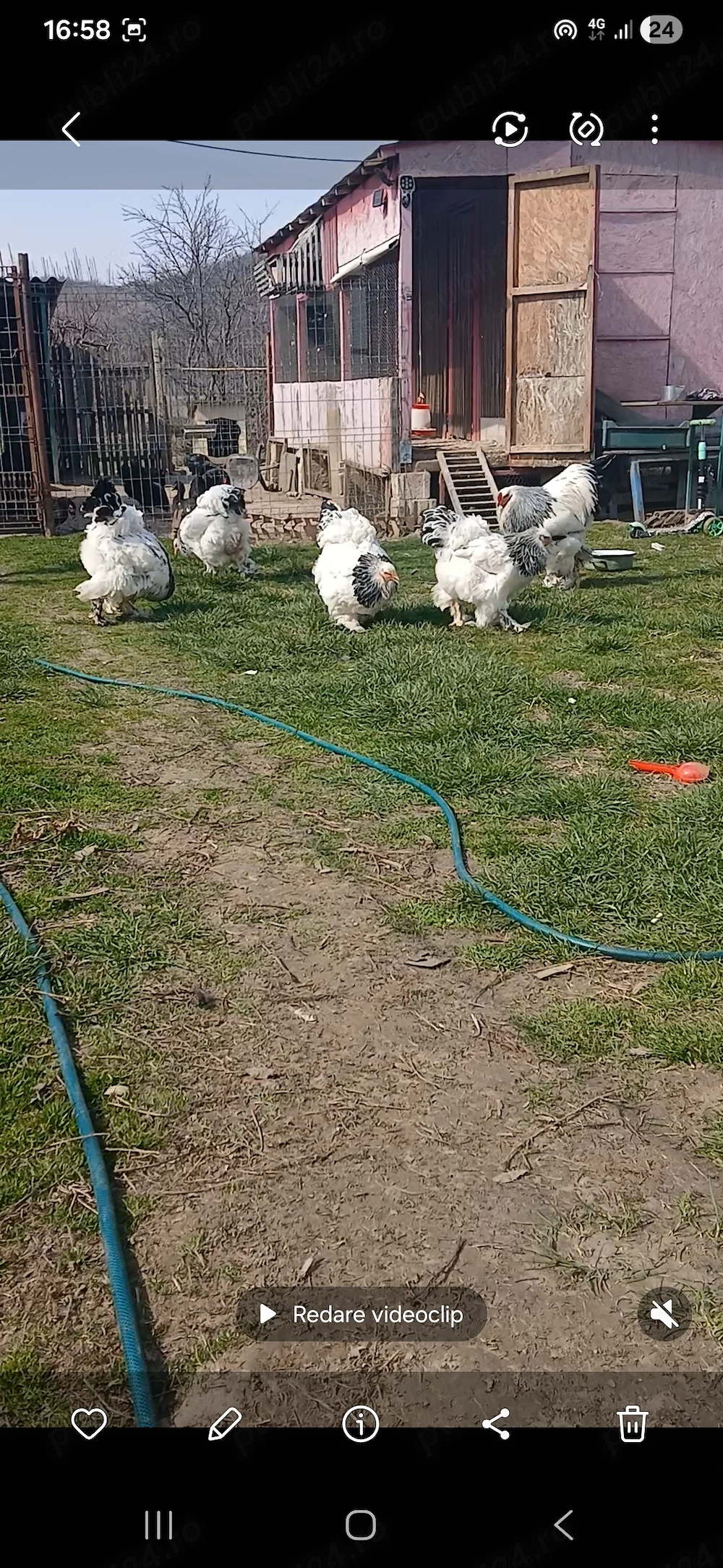 Vand familie brahma hd