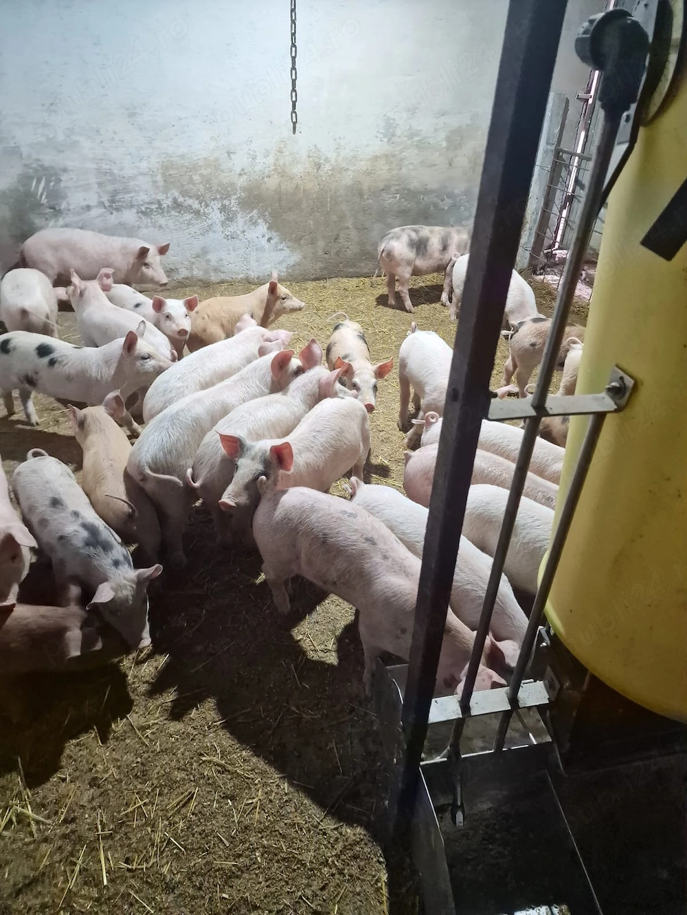 Vând purcei rasa landras, marele alb, petran și Duroc 