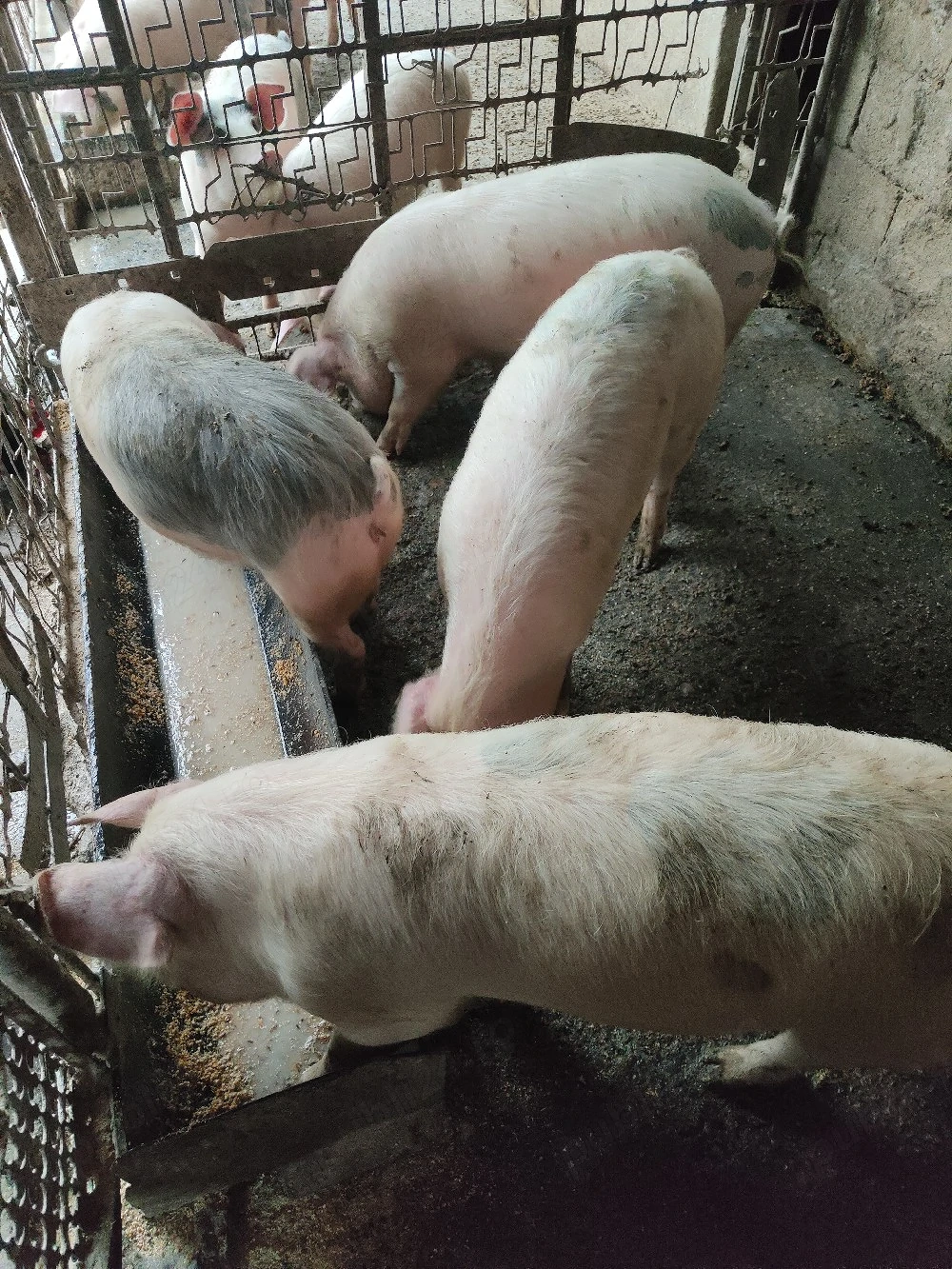 Grăsuni de vînzare 