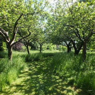 Vând teren Extravilan plantație pruni în Lipova