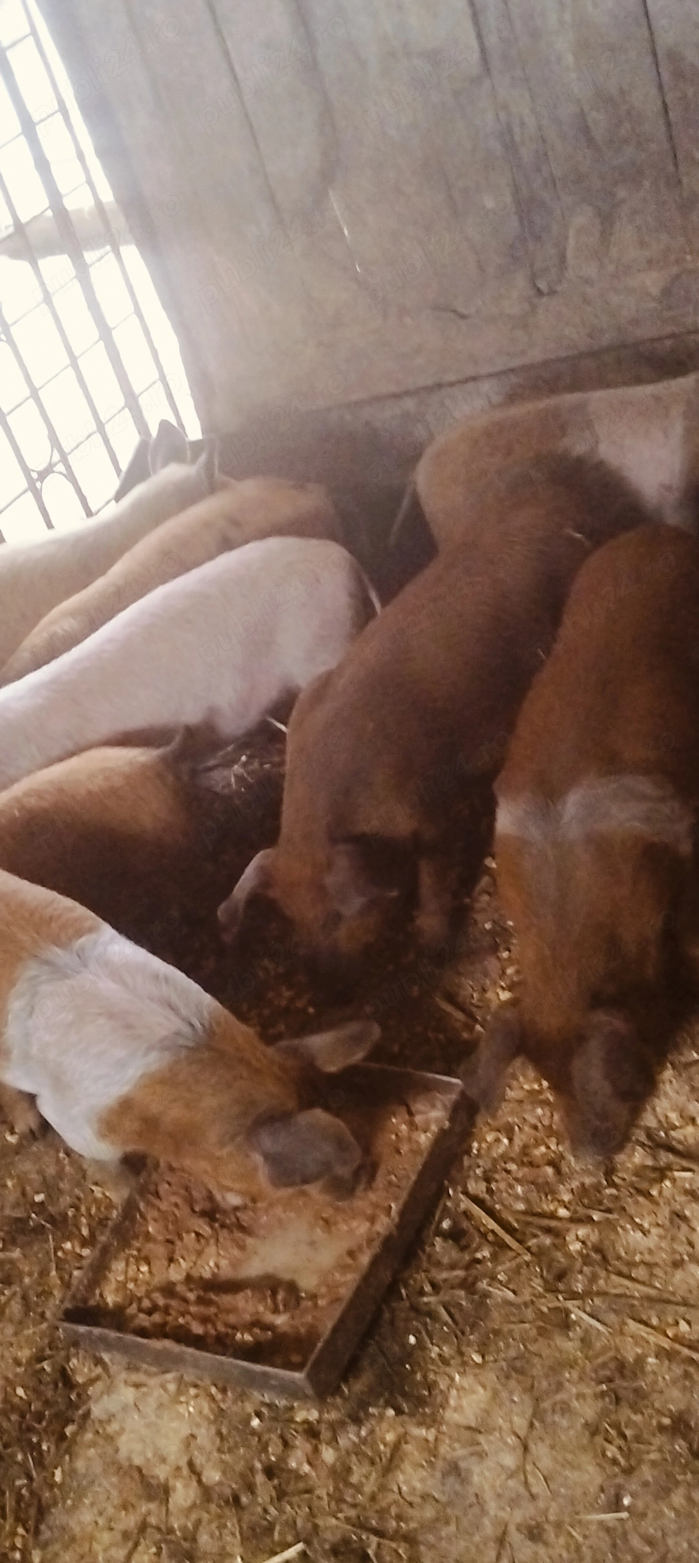 Purcei de 10 săptămâni,castrați și deparazitați 