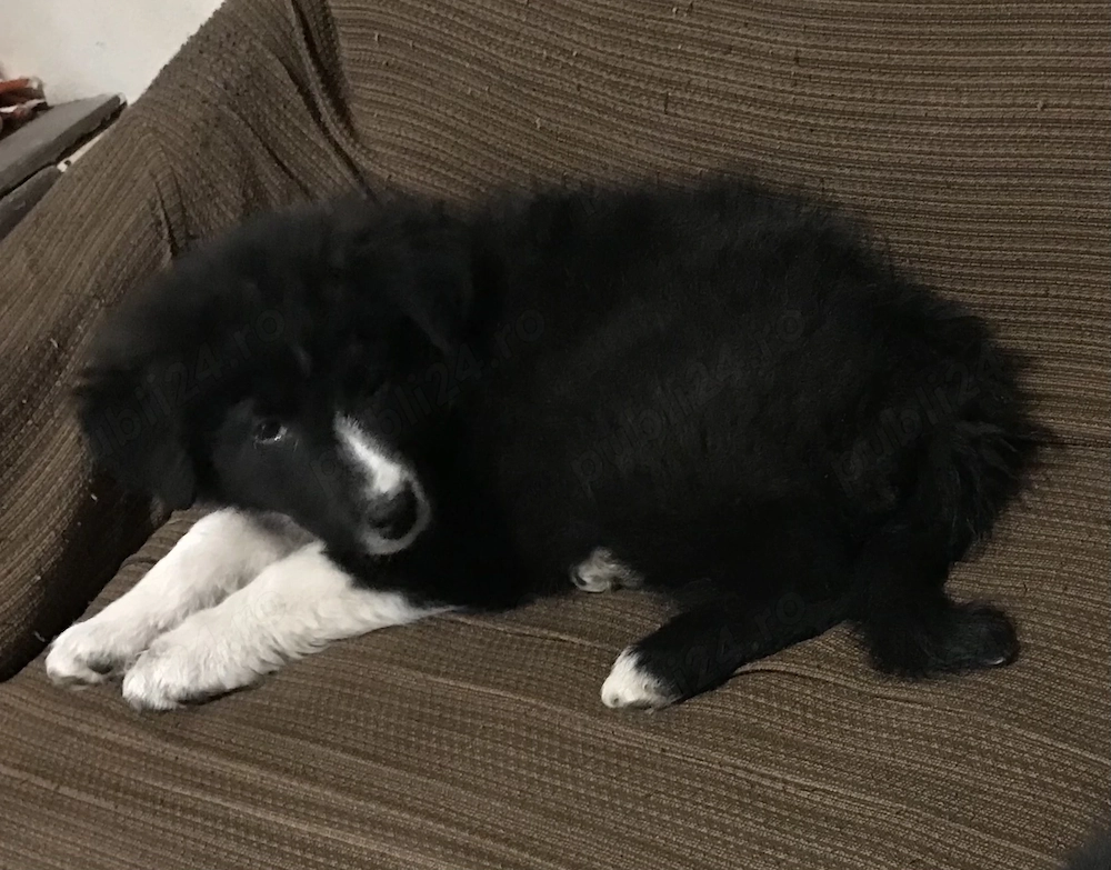 Vând cățel Border collie