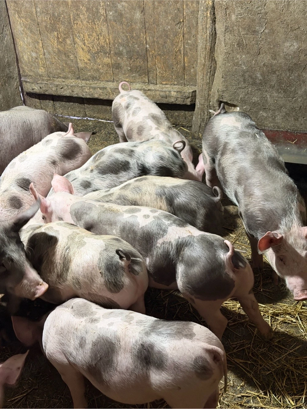 vand purcei pietrain!