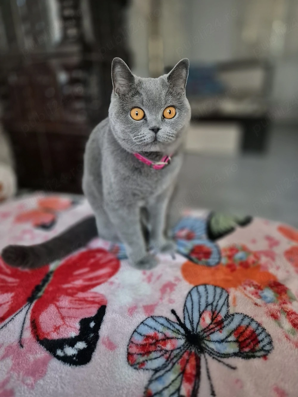 Pisică brittish shorthair 