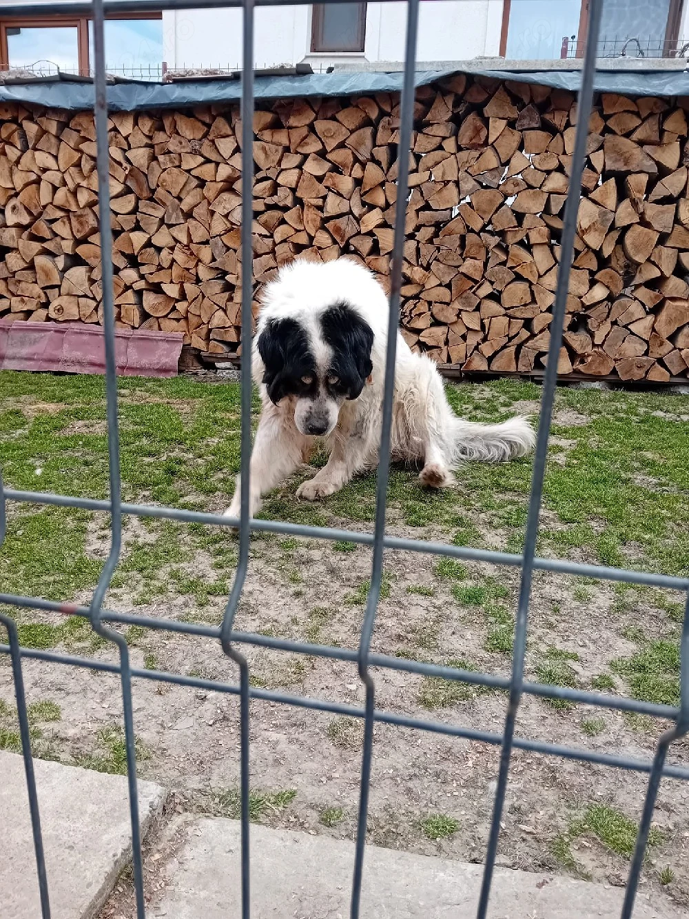 Ciobănesc de Bucovina 