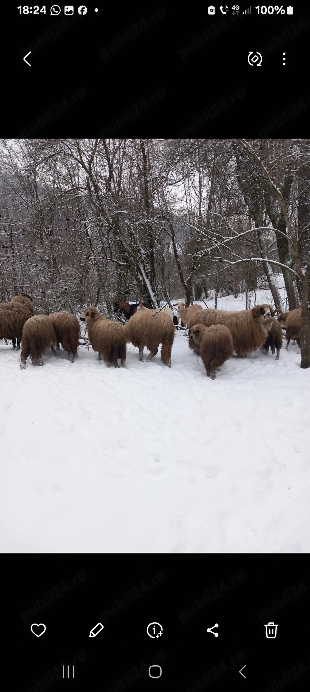 oi miei berbec cappre tap