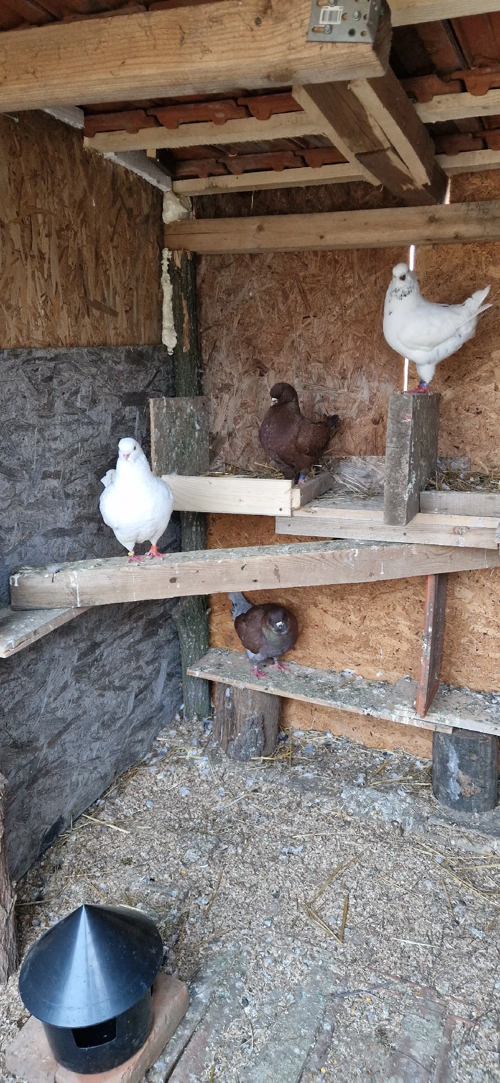 porumbei de ornament