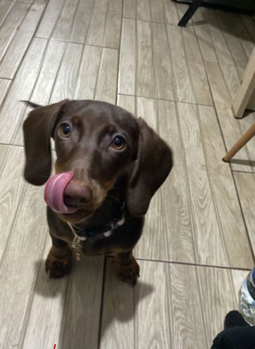 Cățelușă de rasă de vânzare (Teckel- 6 luni, pe nume Weenie)