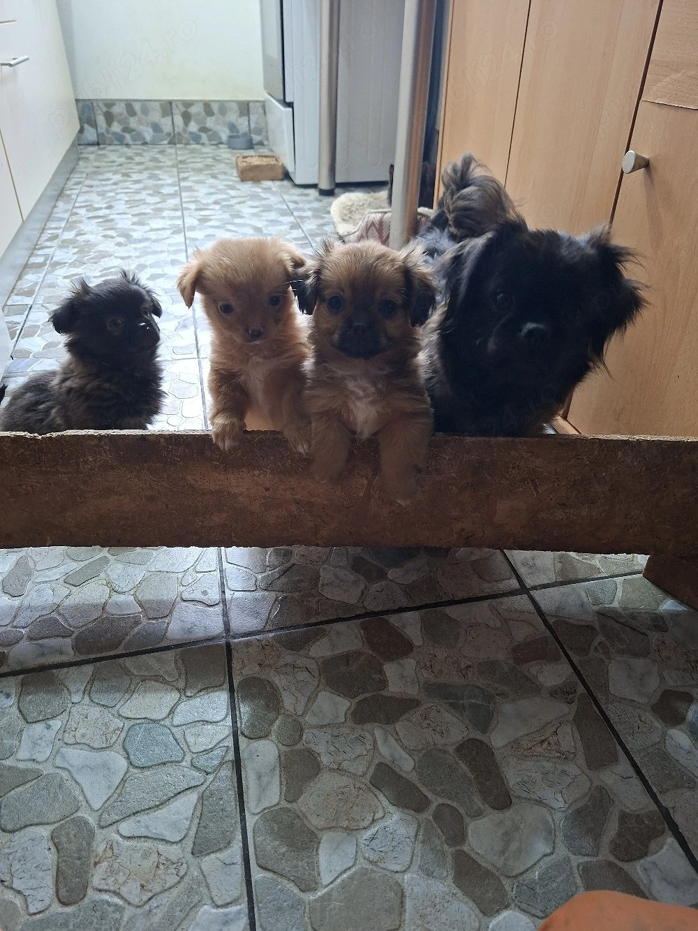 Vand catei pechinezi