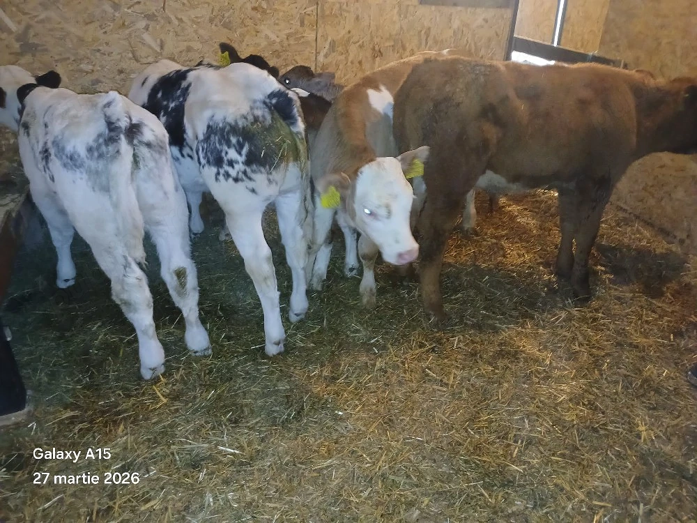 vand 5 taurasi intarcati