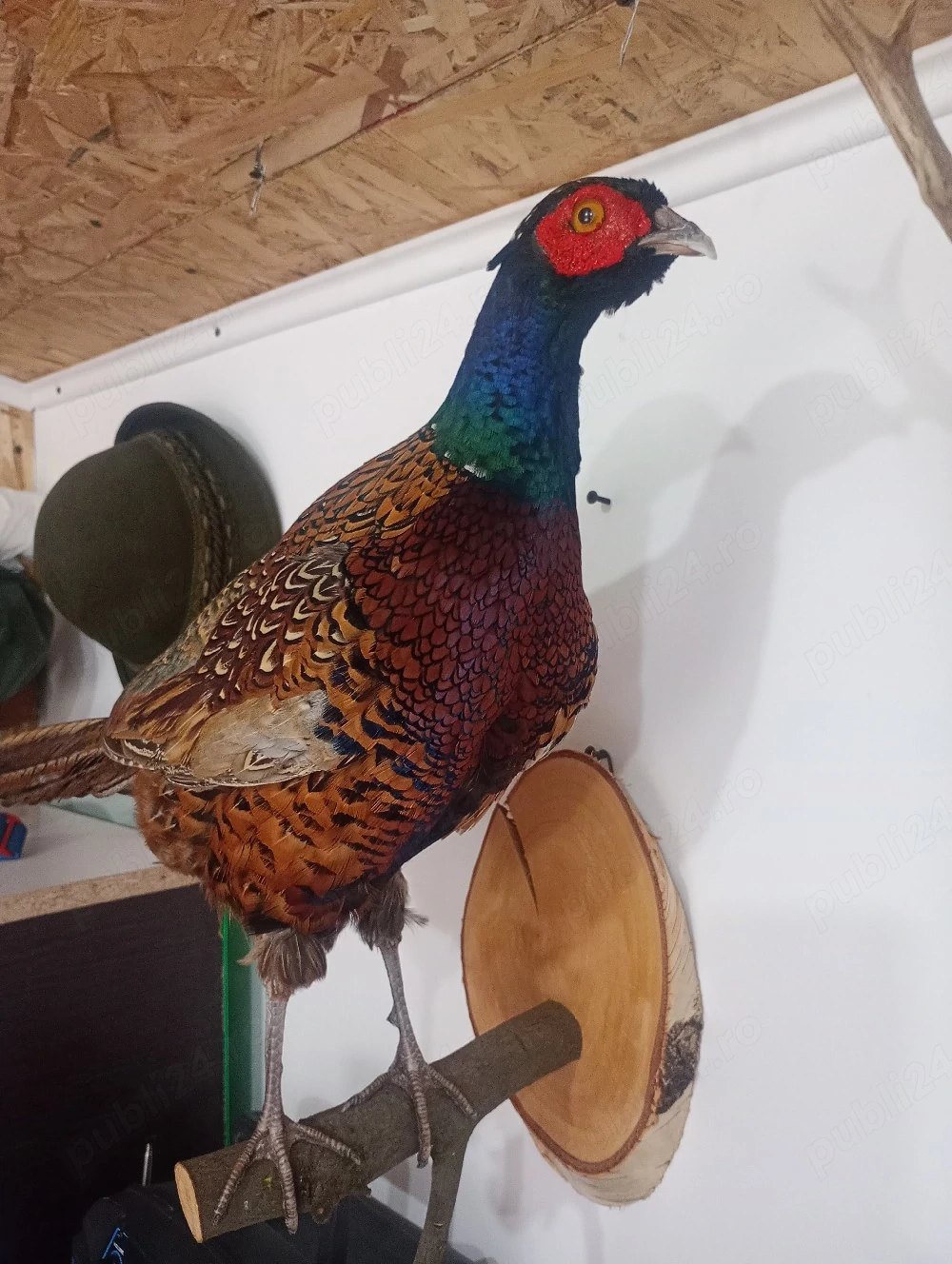 Vind fazan inpăiat  taxidermie