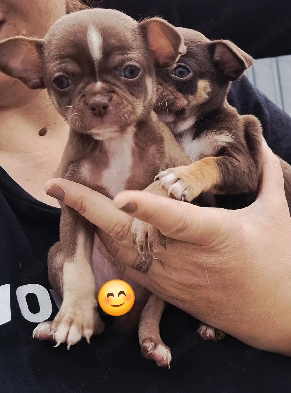 chihuahua mini