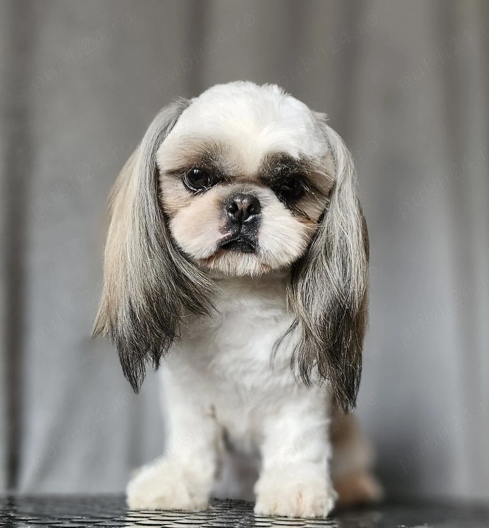Băiat Shih Tzu