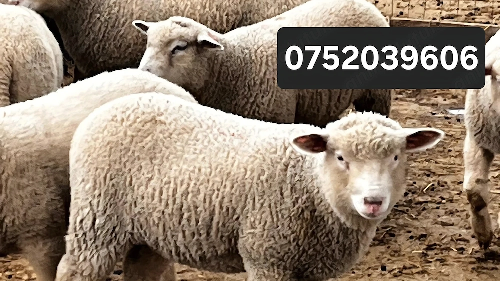 Miei de Paște crescuți natural, 100% BIO!