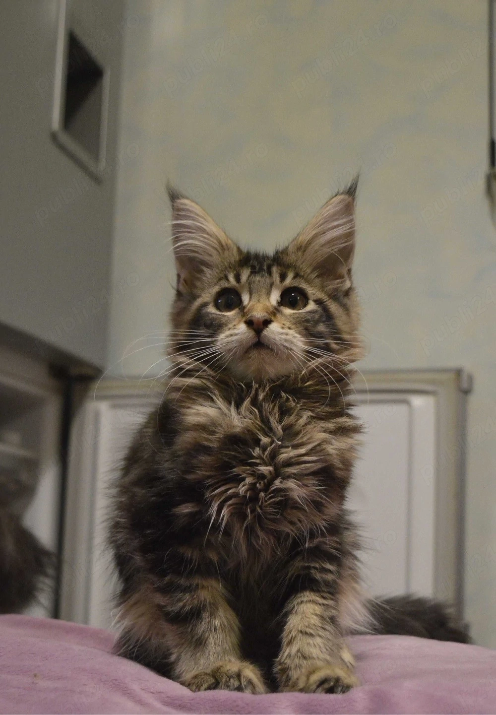 Maine coon baietei si fetite