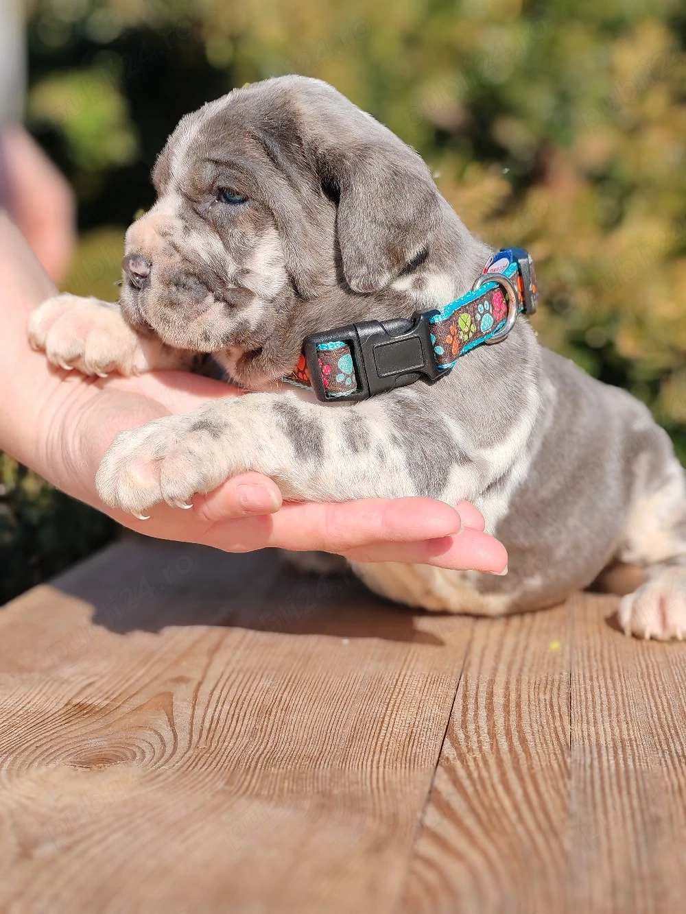 Mastin napolitano Disponibile 