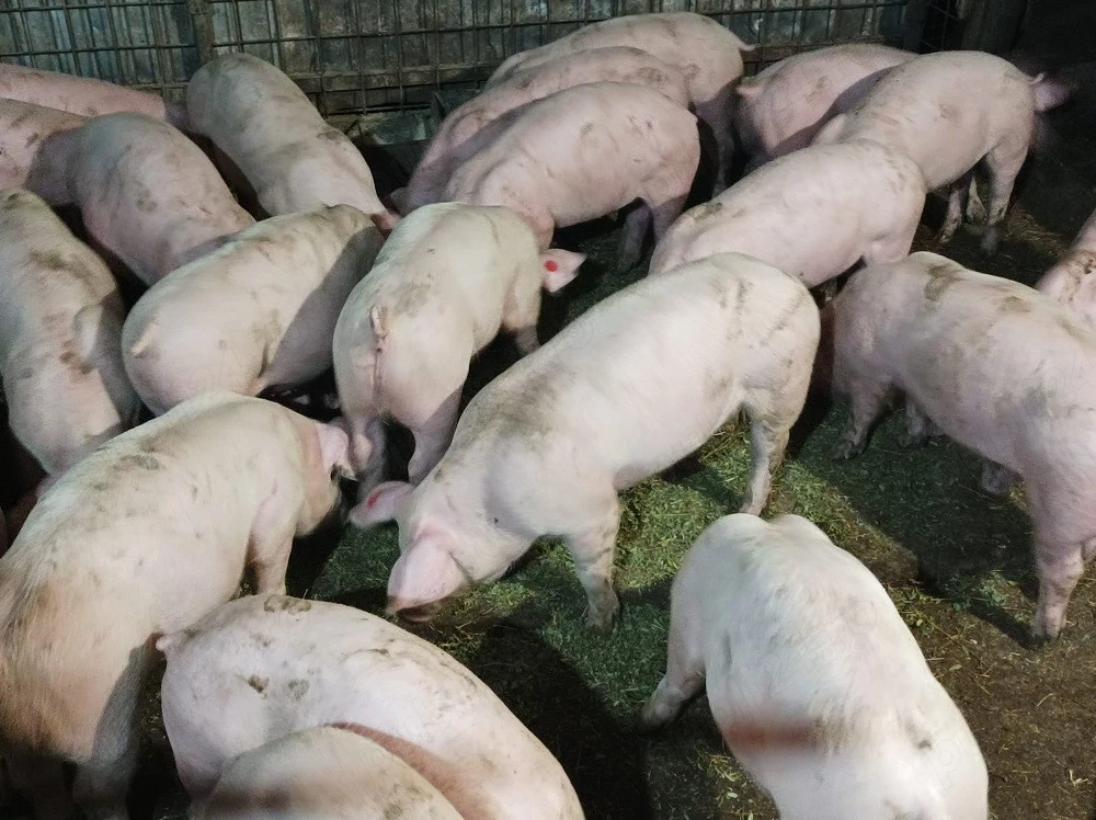 Soldanei de carne 40-45 kg