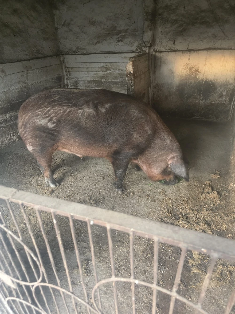 Vând porc duroc