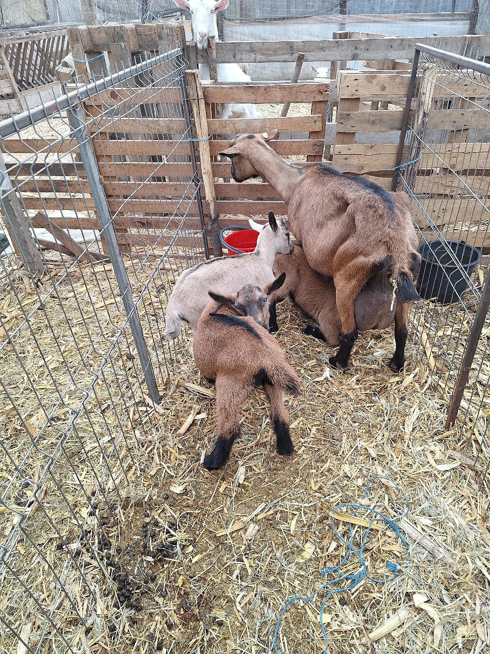 Vand Iezi alpini francezi 