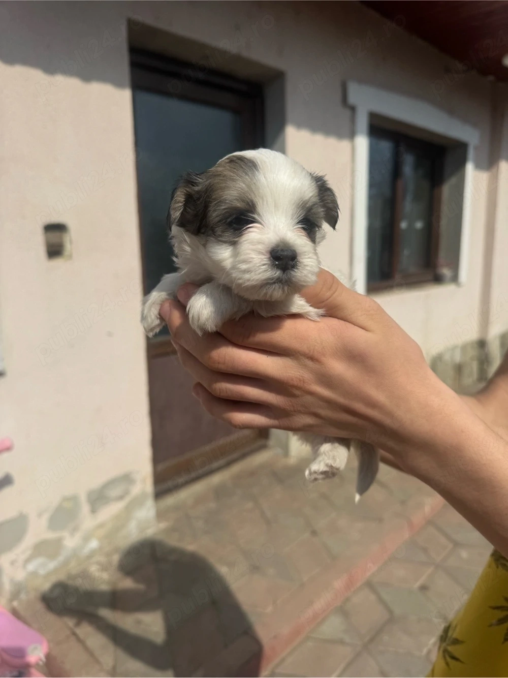 vand pui bichon Cazanesti Ialomita