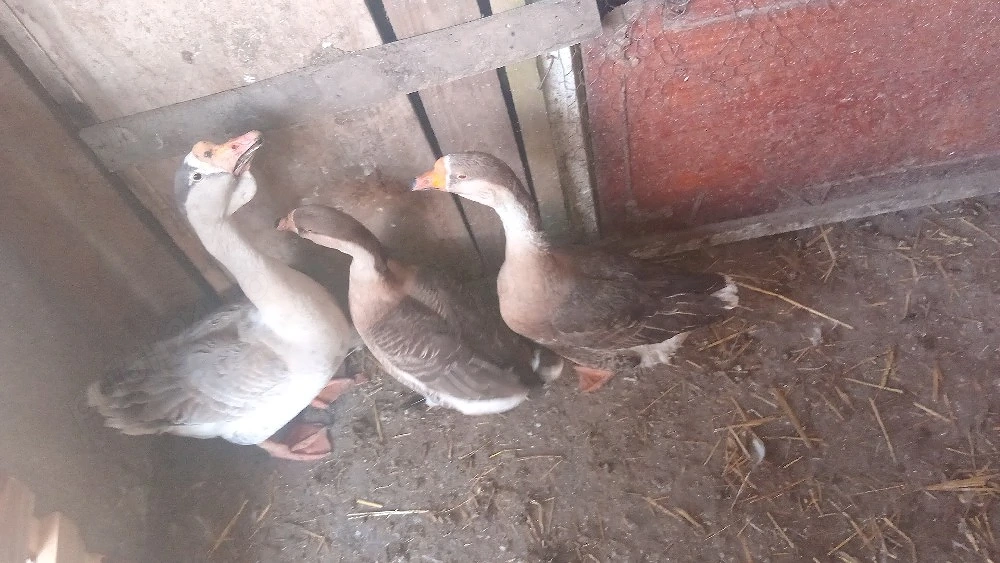 vănd rațe si găste diferite rase