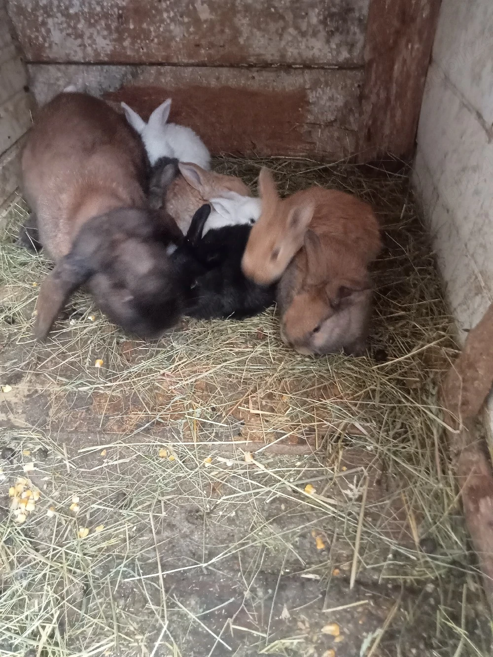 vând 10 iepurași la o lună rasă berbe  