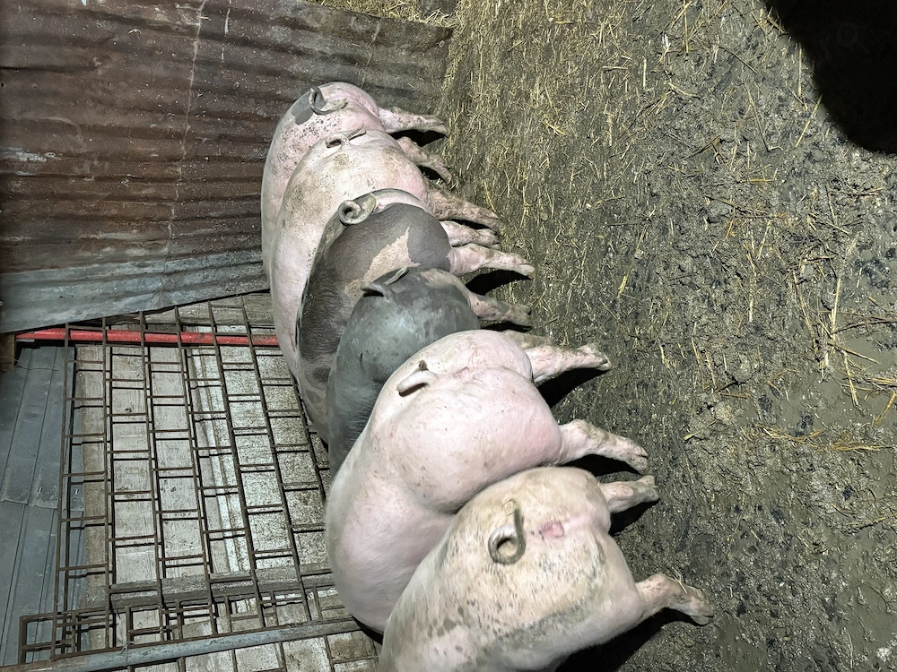 Vând porci  de  carne